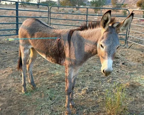 Burro Healing Following Latest Arrow Attack on Wild Burros in the Golden State