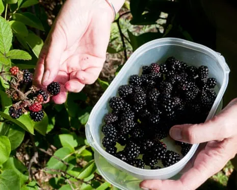 In Search Of: Scrumptious Pastries to Make Use Of a Surplus of House-Made Jam