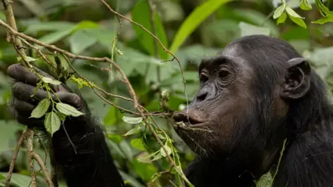 Apes Consuming a Daily Dose of One Lager Daily from Overripe Produce, Study Shows