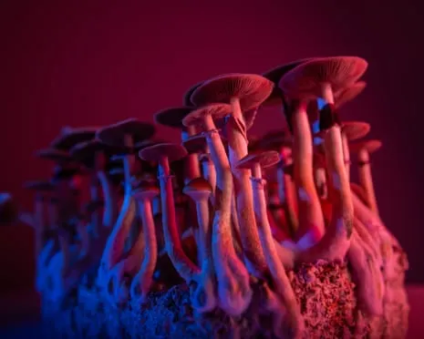 About Psychedelics by Justin Smith-Ruiu: A Philosophical Exploration into Psychedelics