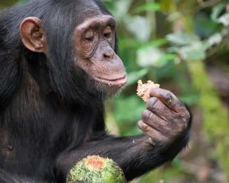 Chimpanzees Drink Daily Alcohol Comparable to a Pint from Ripe Figs